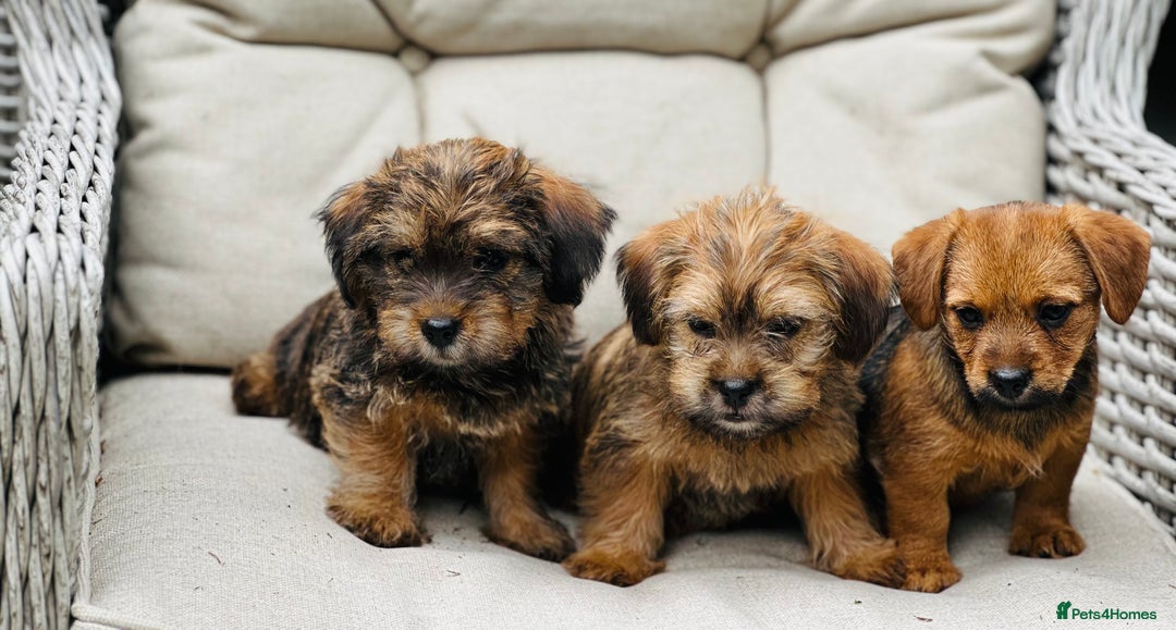 Mixed Breed dogs for sale: Stunning Norfolk terrier x jrt pups ready now - Image 7