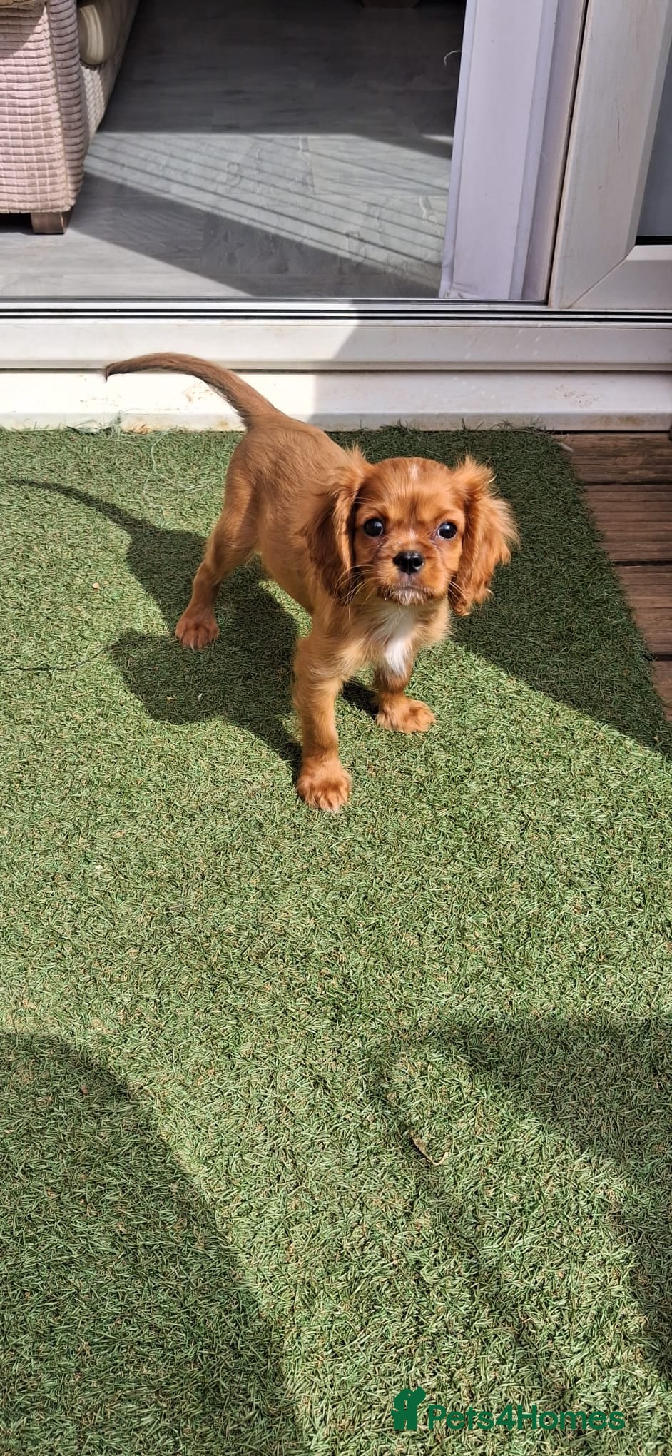 Cavalier King Charles Spaniel dogs for sale: Beautiful King Charles Cavalier  in Greenhithe - Advert 4