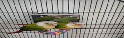 Conures birds for sale: Pineapple & Greek Cheek Conures in Invergordon - Advert 1