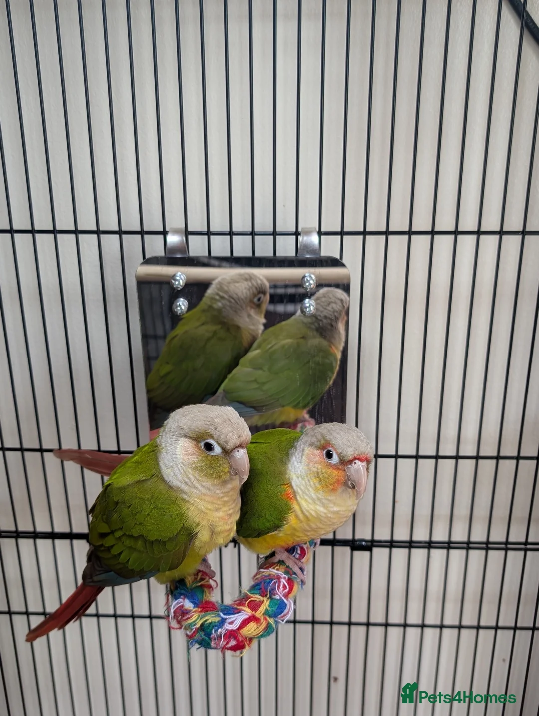 Conures birds for sale: Pineapple & Greek Cheek Conures in Invergordon - Advert 1
