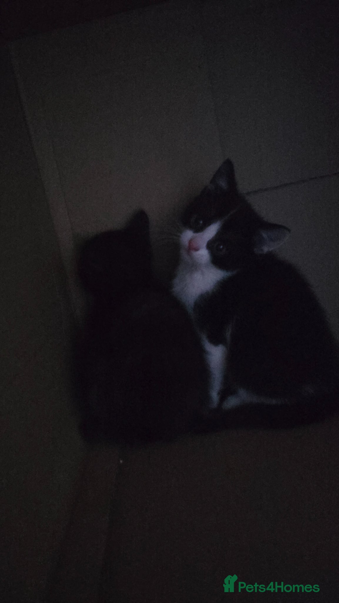 Mixed Breed cats for sale: Lovely 2 girl kittens 😸 😍  - Advert 5