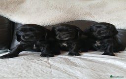 Cocker Spaniel dogs for sale:  show type spaniel puppies health tested parents  - Image 7