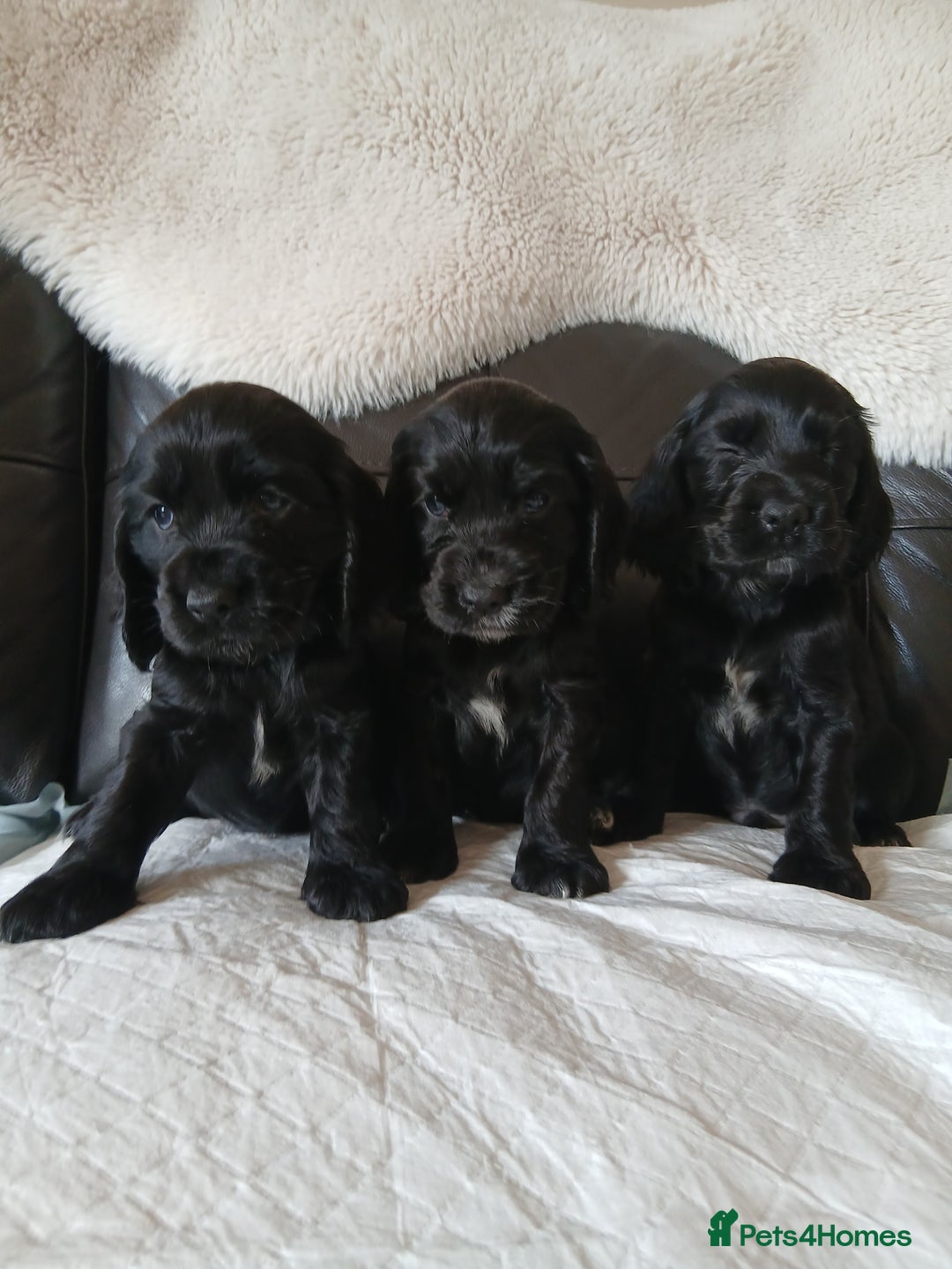 Cocker Spaniel dogs for sale:  show type spaniel puppies health tested parents  - Image 7