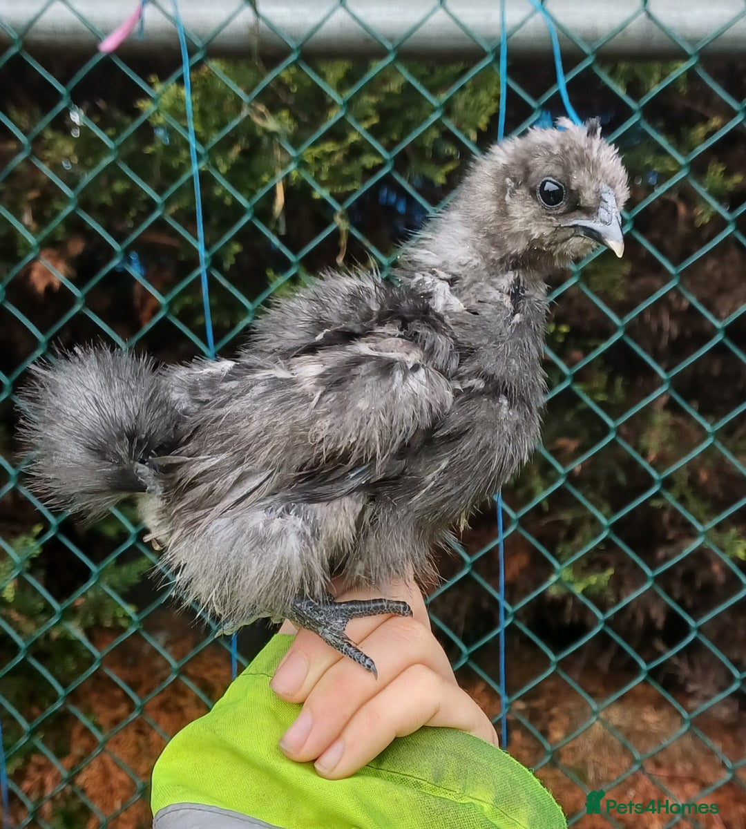 Chickens poultry for sale: Silkie chicks, showgirls and standard - Advert 3