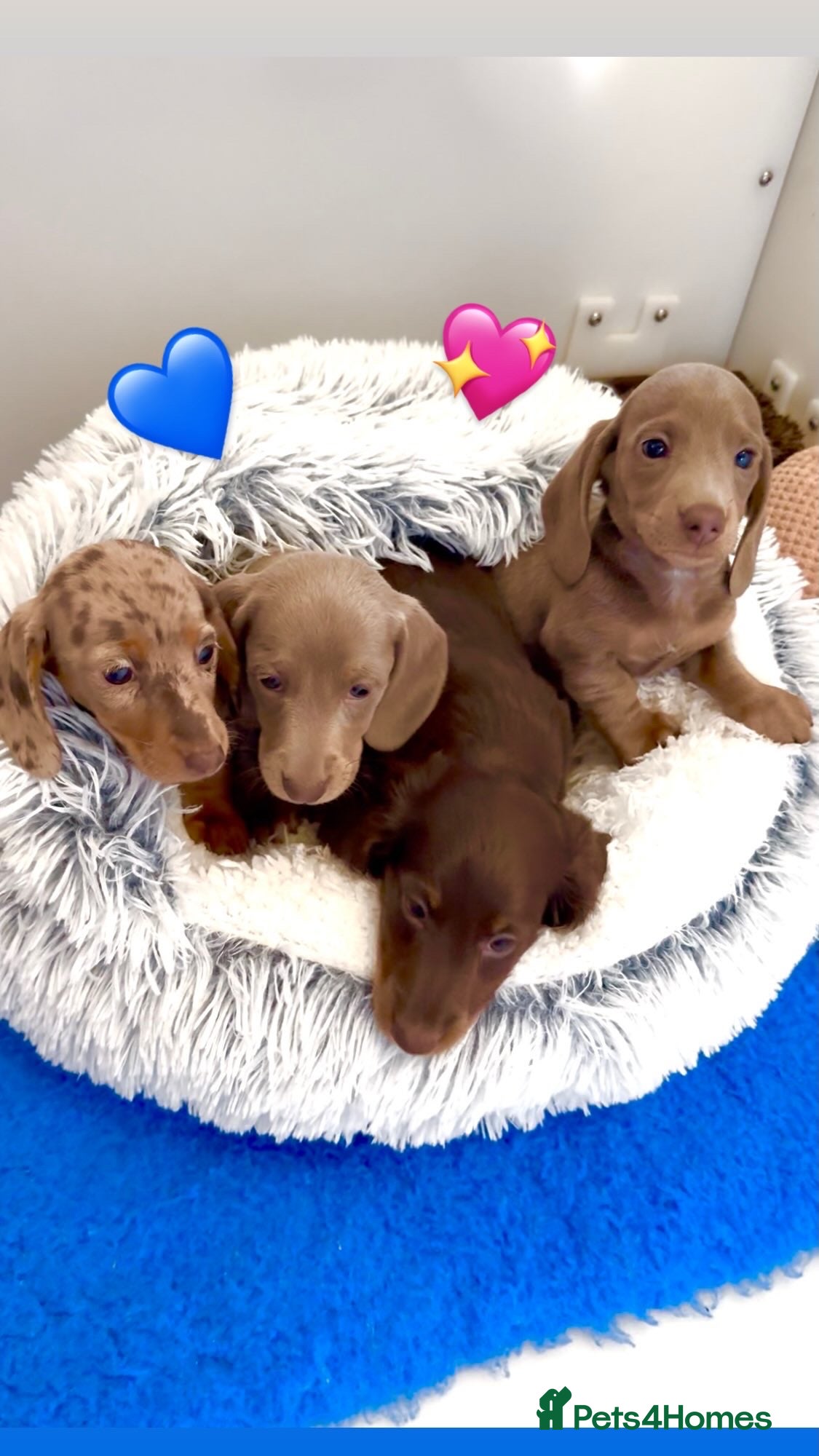 Miniature Dachshund dogs Quality long hair & smooth miniature Daxi puppy’s - Advert 11