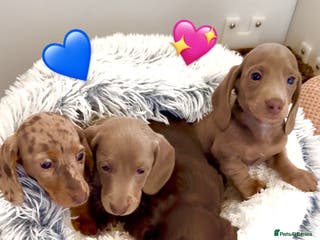Miniature Dachshund dogs Quality long hair & smooth miniature Daxi puppy’s - Advert 11