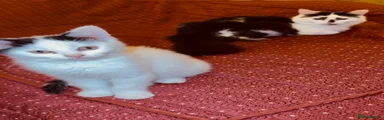 Mixed Breed Kitten 2