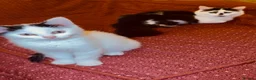 Mixed Breed cats for sale: Beautiful ragdoll x kittens  - Advert 16