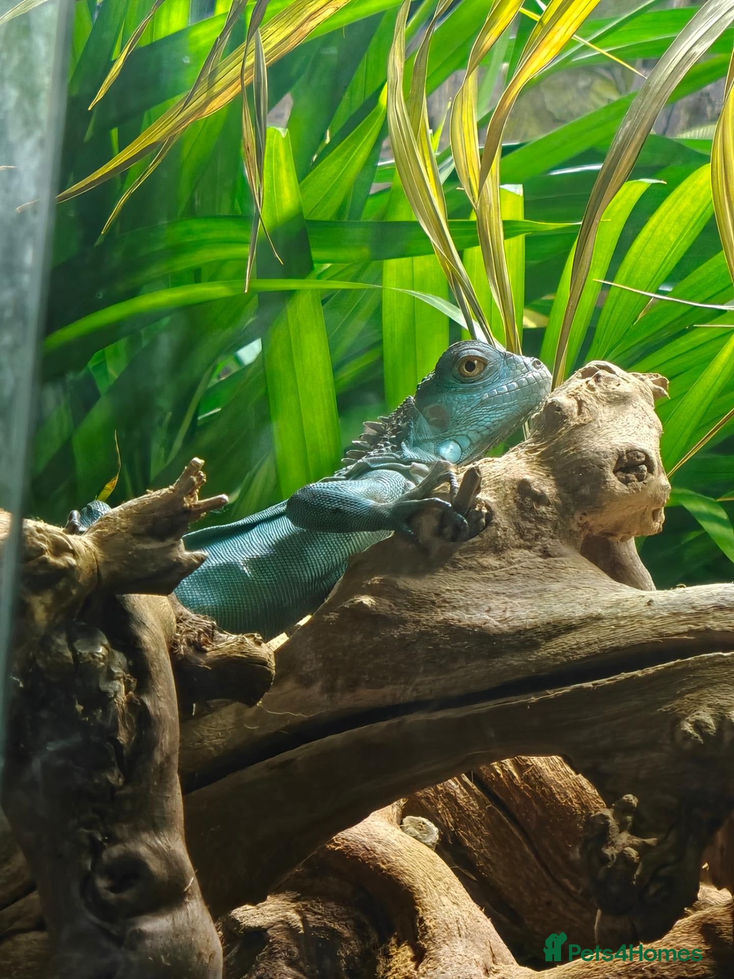 Mixed Breed reptiles Reptiles for sale mix of different ones  - Advert 2