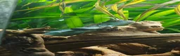 Mixed Breed reptiles for sale: Reptiles for sale mix of different ones  - Advert 1