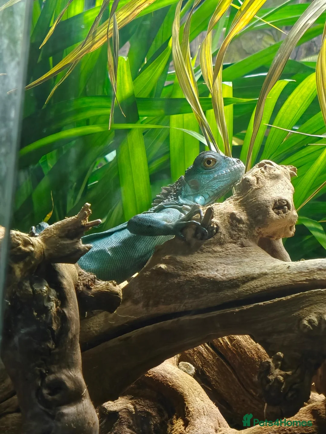Mixed Breed reptiles for sale: Reptiles for sale mix of different ones  - Advert 1
