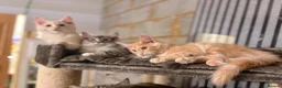 Maine Coon cats for sale: 💖Tica register kitted💖 - Advert 8