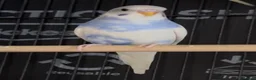 Budgerigars birds for sale: Beautiful Baby Budgies - Advert 3