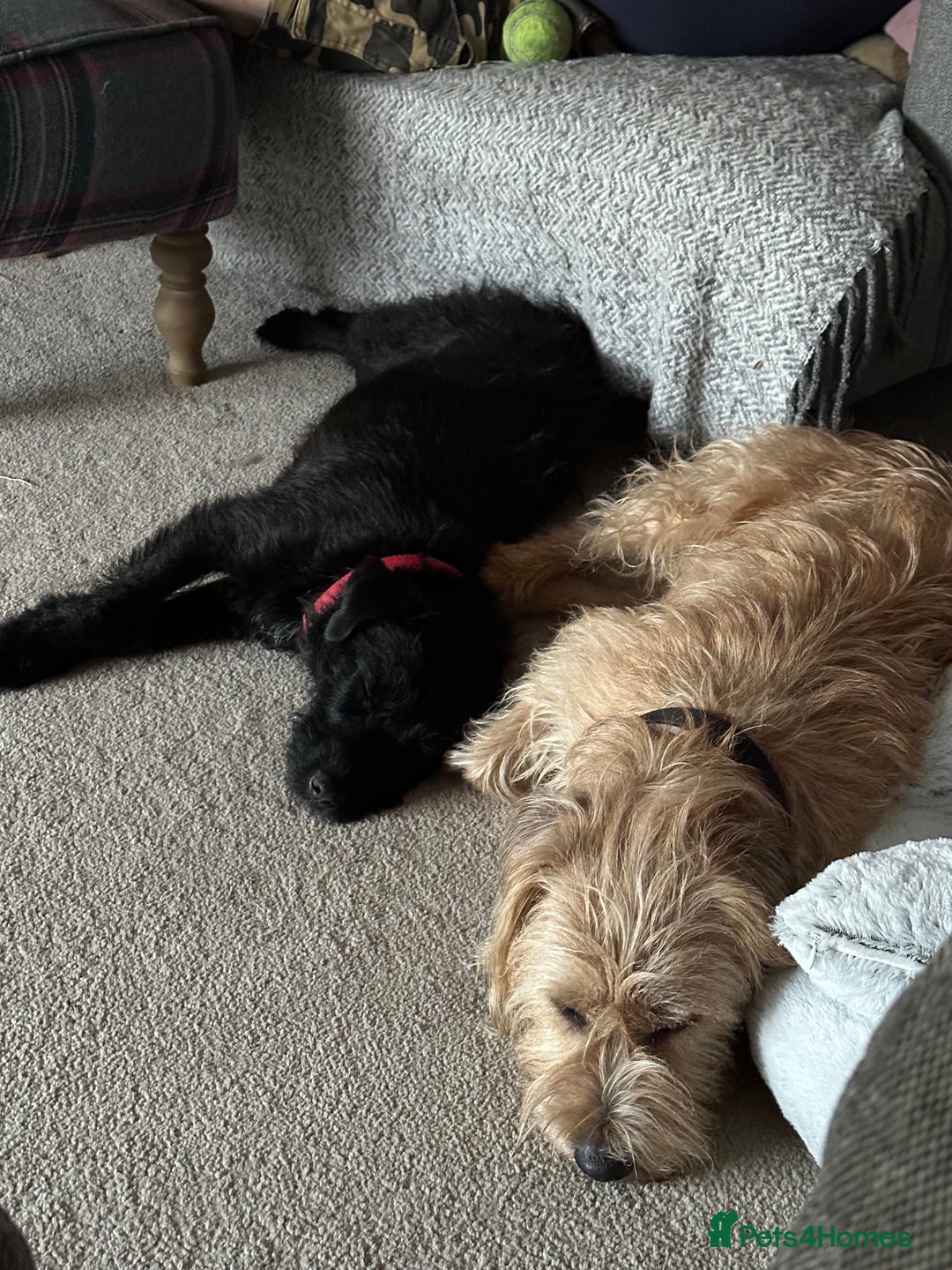 Patterdale Terrier dogs for sale: 5 Gorgeous Patterdale Puppies  - Advert 17
