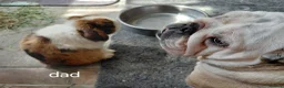Mini Lop rabbits for sale: READ THE ADD ,Vaccinated tiny bucks READY NOW - Advert 10