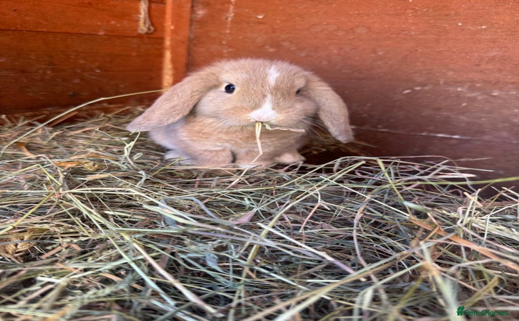 Mini Lop rabbits - Advert 10
