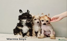 Chinese Crested dogs for stud: Julien INSOLITE FAMILIER import Pl  - Advert 13