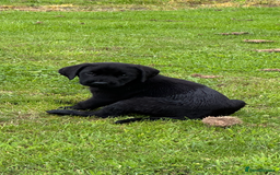Labrador Retriever dogs for sale: Excellent KC reg-health checked home bred line - Image 10