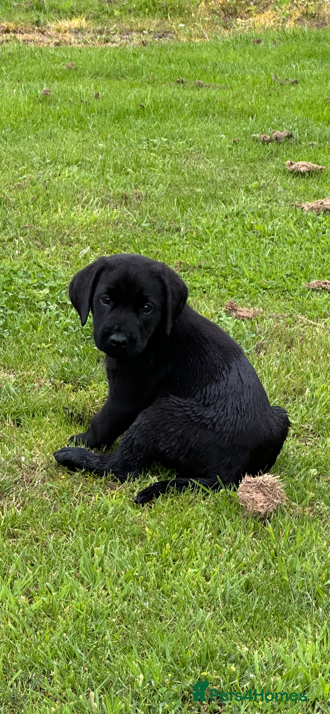 Labrador Retriever dogs for sale: Excellent KC reg-health checked home bred line - Image 10