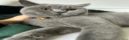 British Shorthair cats for sale: Beautiful Blue BSH Cat - Advert 5