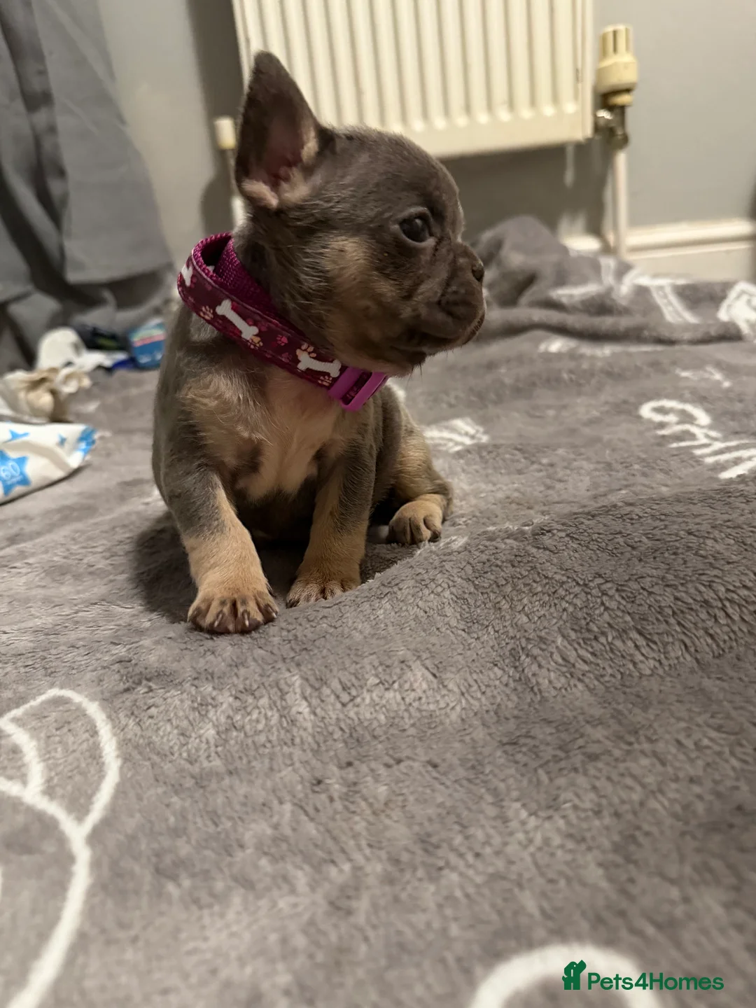 French Bulldog dogs for sale: French bulldogs  - Advert 24