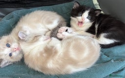 Mixed Breed cats for sale: Gorgeous fluffy boys looking for a forever home  - Image 2