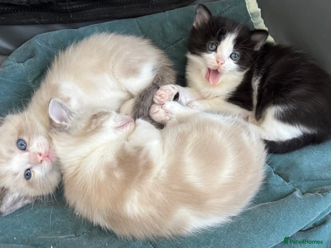 Mixed Breed cats for sale: Gorgeous fluffy boys looking for a forever home  - Image 2