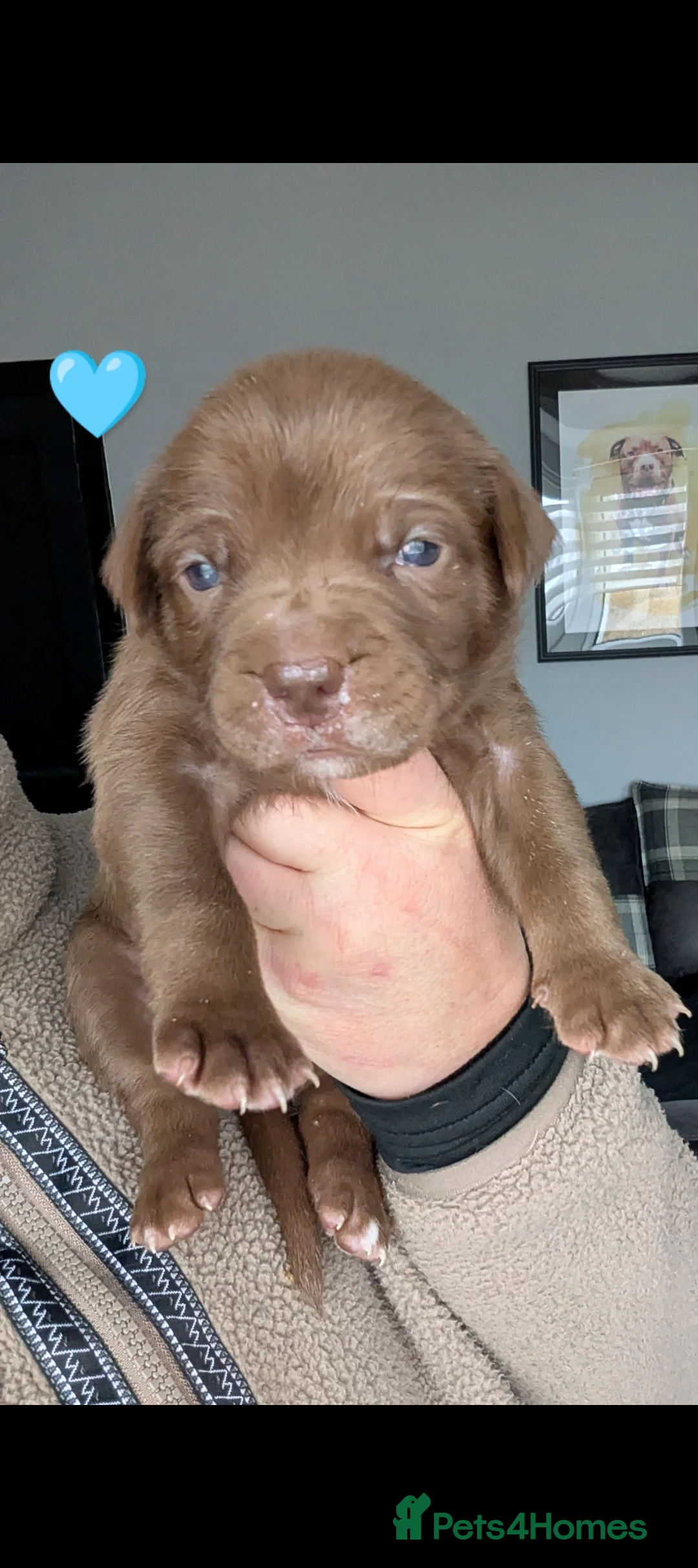 Mixed Breed dogs for sale: Last pup-  female Labrabull ready now 💒 - Advert 31