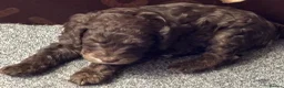 Cockapoo dogs for sale: F1 Cockapoo puppies - Advert 4