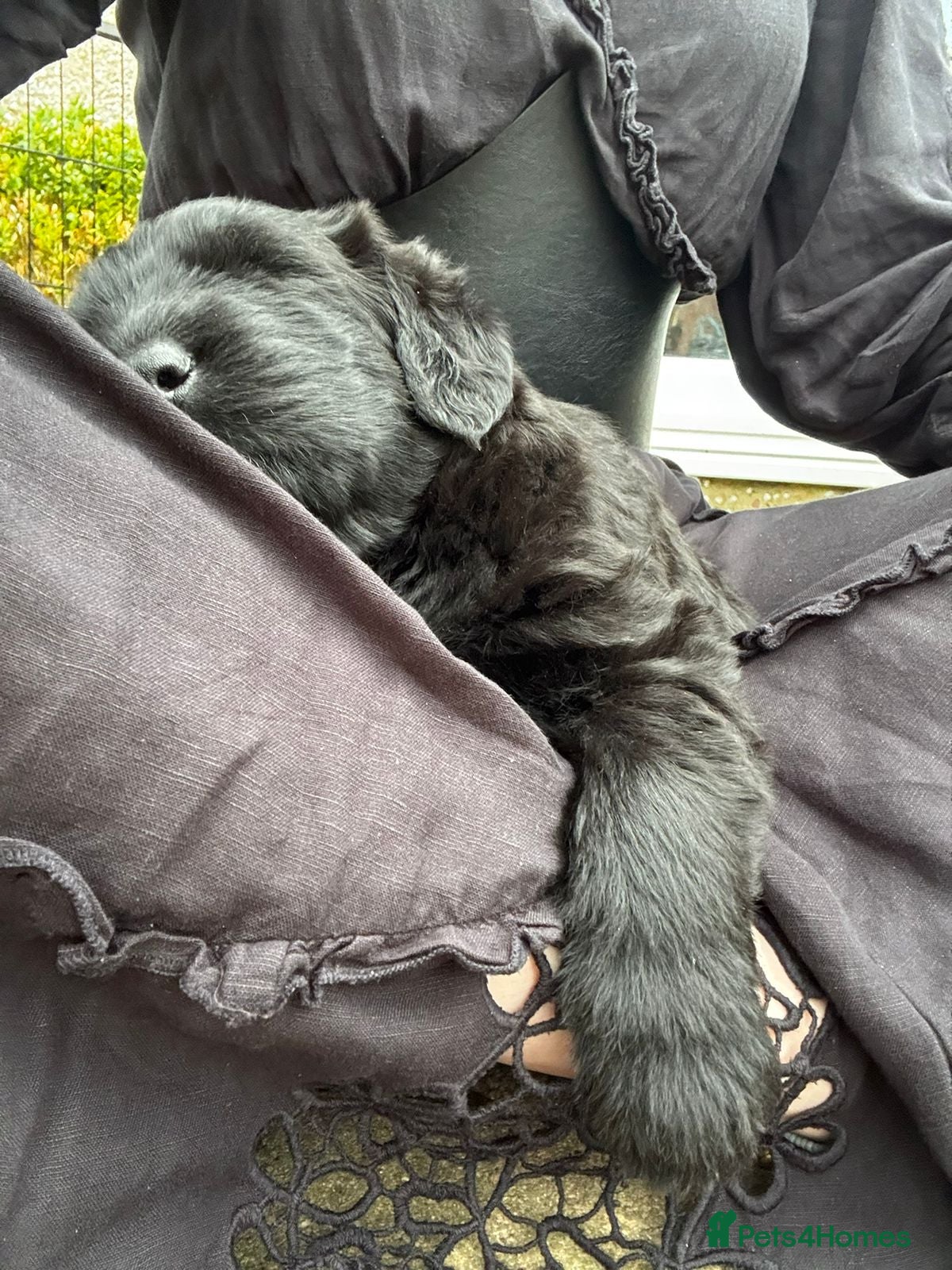 Mixed Breed dogs Bouvier Des Flanders / Giant Schnauzer  - Advert 2