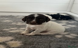 English Springer Spaniel dogs for sale: Gorgeous working English Springer Spaniel Puppies - Image 15