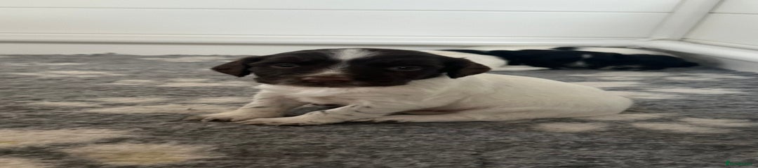 English Springer Spaniel Puppy 