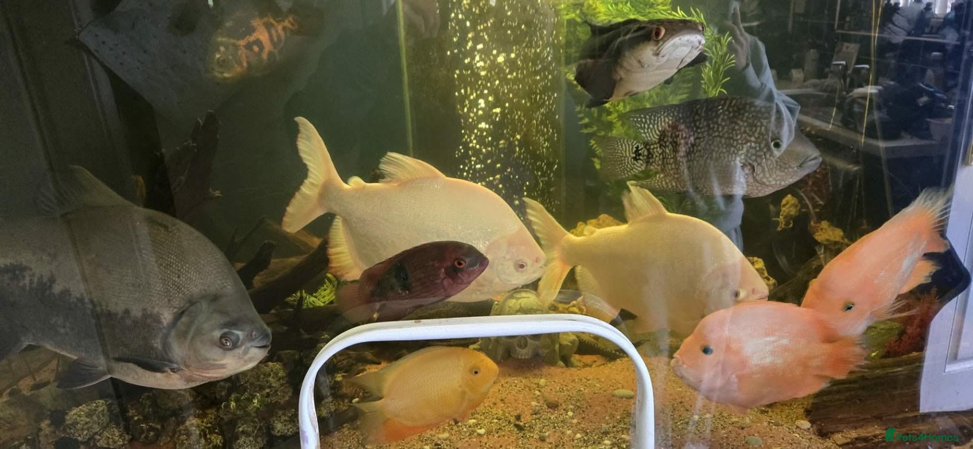 Other/Mixed Breed fish Various fish for sale - Advert 4