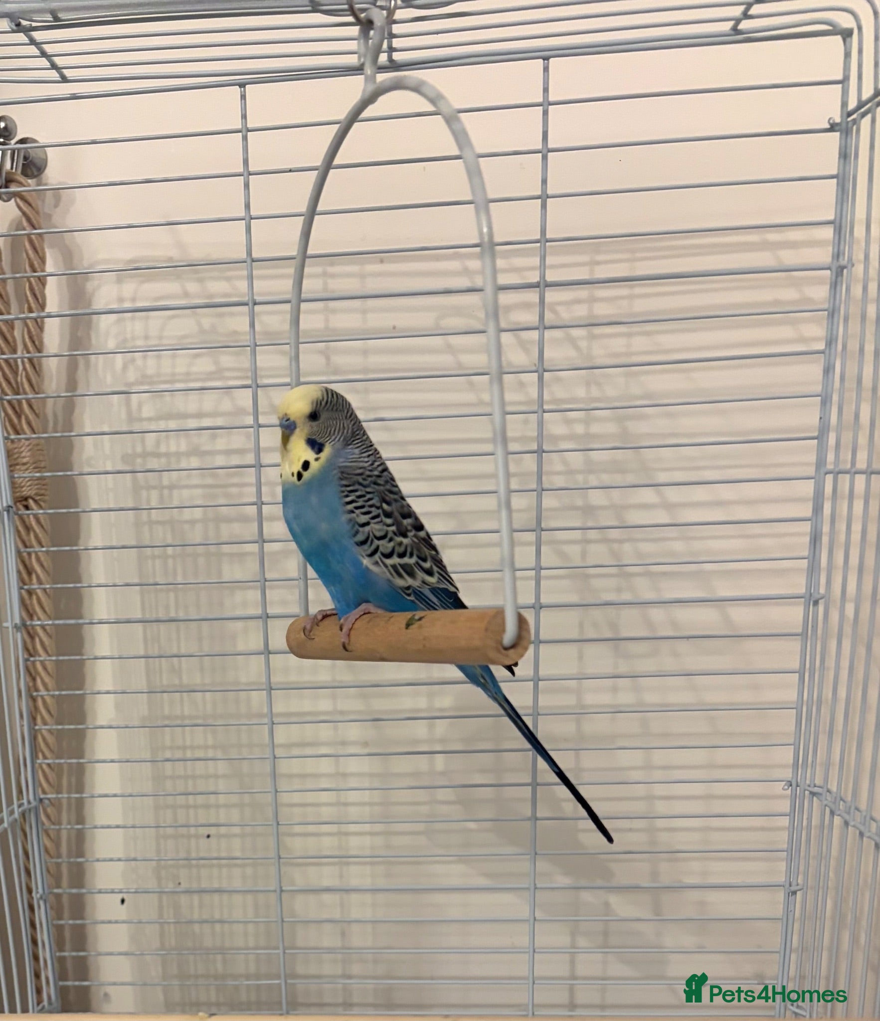 Budgerigars birds Lovely 7 month old male budgie - Advert 2
