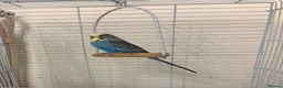 Budgerigars birds for sale: Lovely 7 month old male budgie - Advert 1
