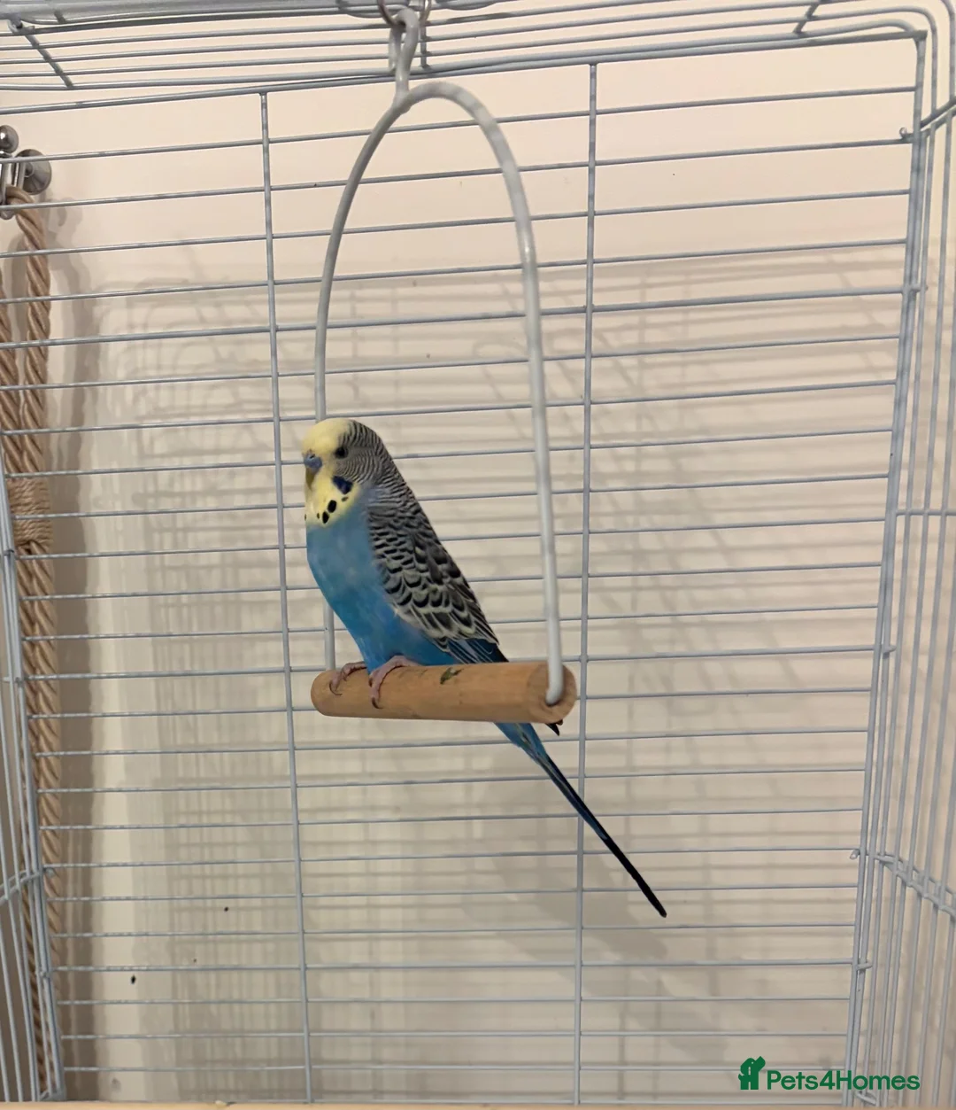 Budgerigars birds for sale: Lovely 7 month old male budgie - Advert 1