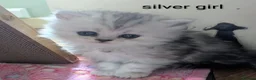 Persian cats for sale: ✨ Beautiful Persian Kittens for Sale ✨ - Advert 13