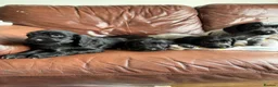 Cocker Spaniel dogs for sale: Show cocker puppies - Advert 4