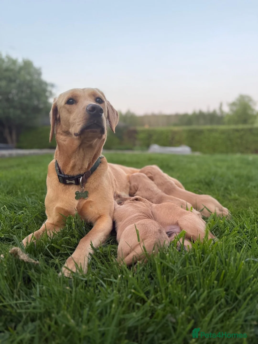 Labrador Retriever dogs for sale: Fox Red Labrador  - Advert 2