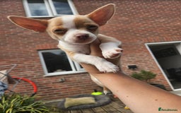 Chihuahua dogs for sale: 2 pure breed male chihuahua ready to leave - Image 4