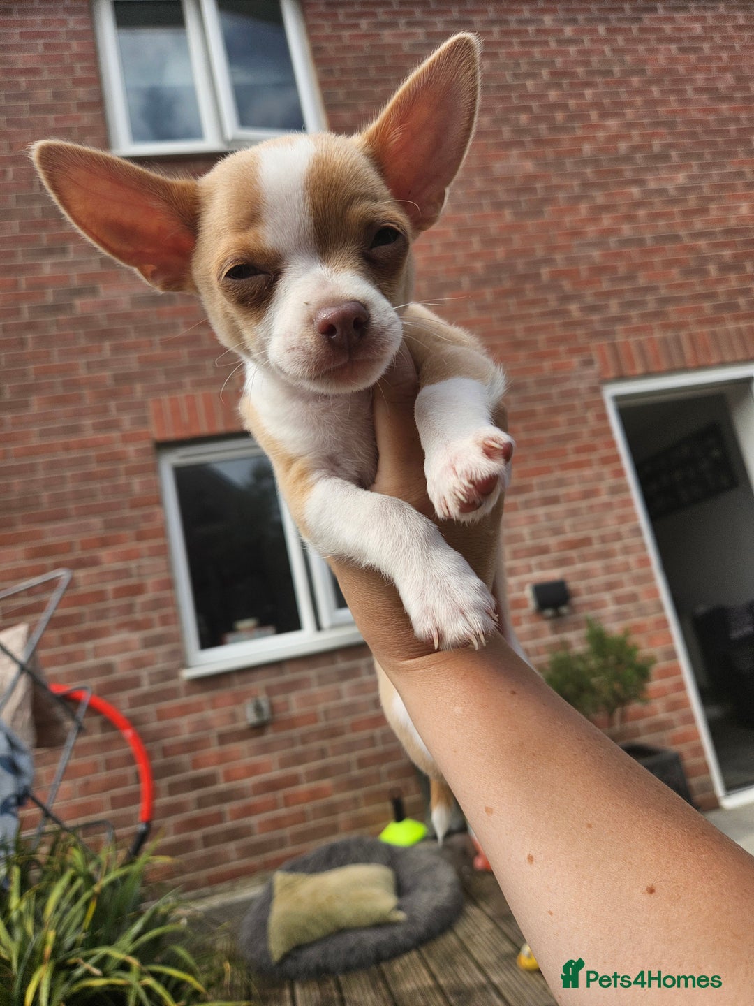 Chihuahua dogs for sale: 2 pure breed male chihuahua ready to leave - Image 4