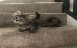 Mixed Breed cats for sale: Gorgeous Tabby Girl Kittens Ready  - Image 5