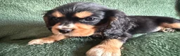 Cockalier dogs for sale: Beautiful, health tested cockalier puppies.  - Advert 27