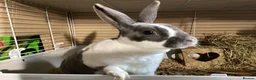 Rex rabbits for sale: Mini re **  in Liverpool - Advert 4