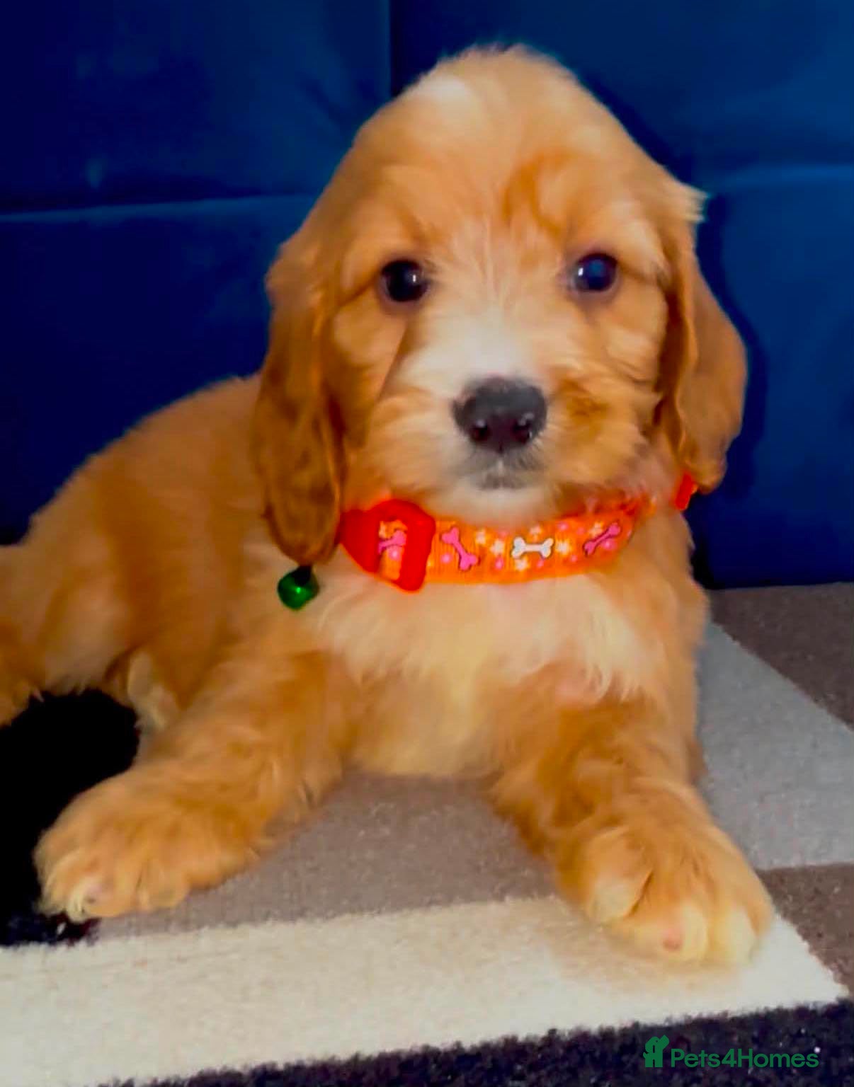 Cockapoo dogs Adorable puppies - Advert 1