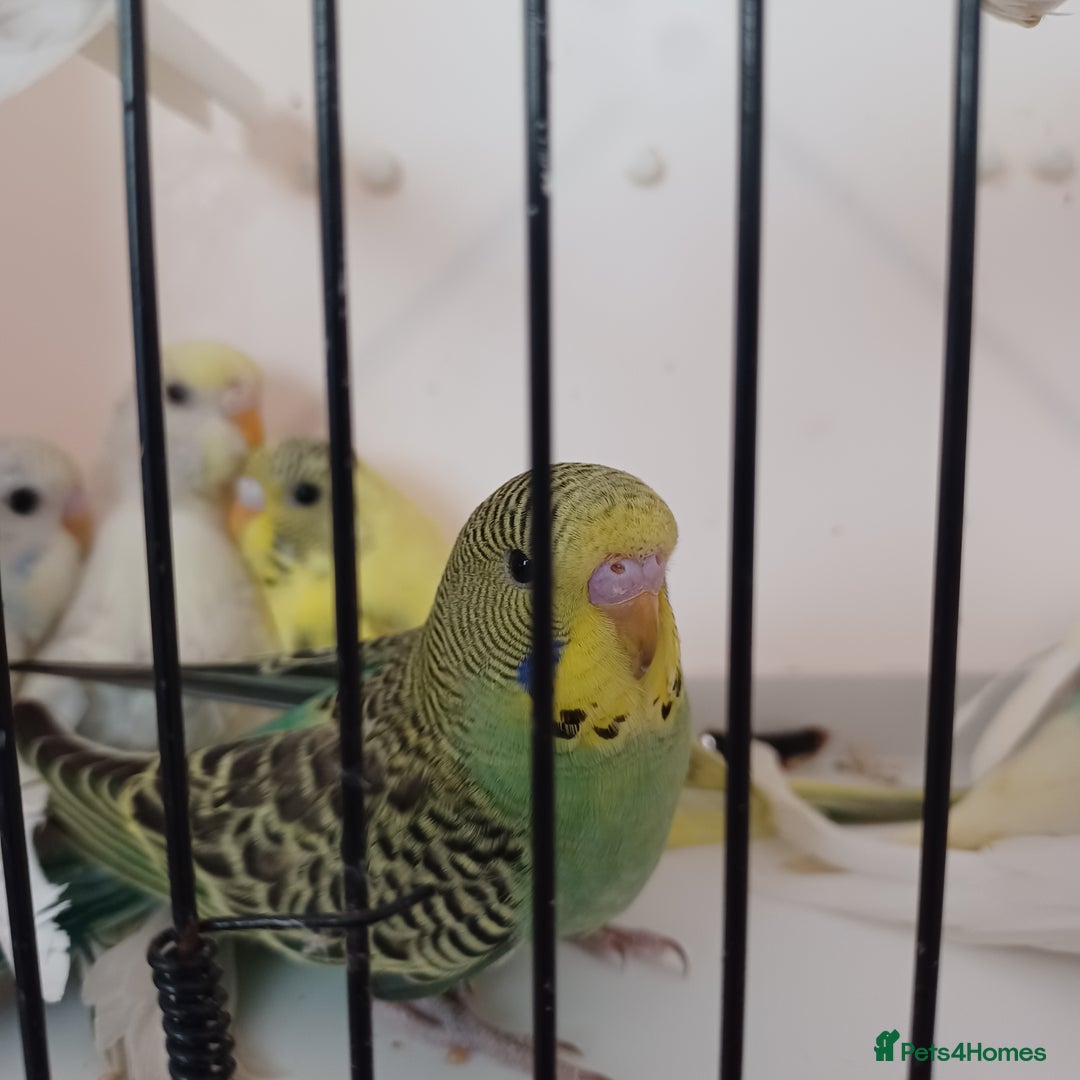 Budgerigars birds for sale: Budgies for sale  - Image 4