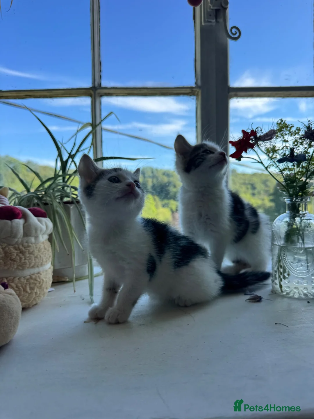 Mixed Breed cats for sale: Gorgeous British shorthair cross kittens  - Advert 2