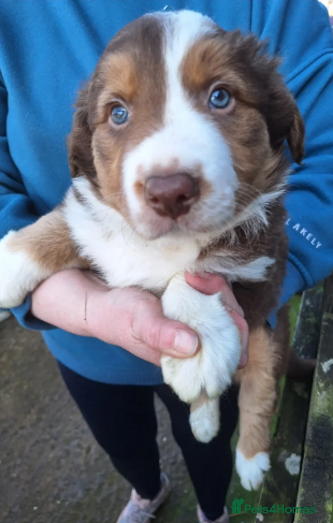 Border Collie dogs for sale: Border Collie puppies - Advert 7