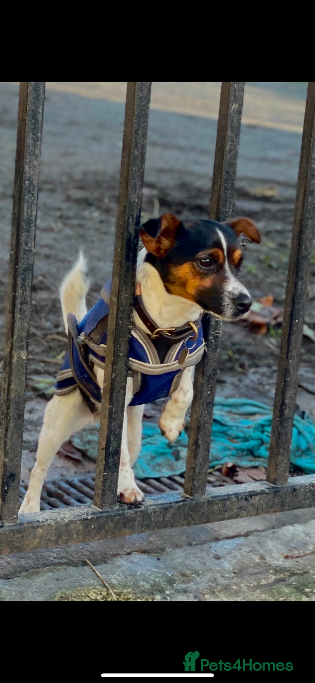 Jack Russell dogs for sale: Outstanding jack russels  - Image 19