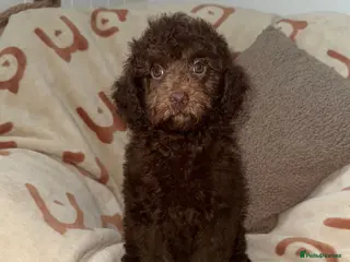 Miniature Poodle dogs 🩷💜Stunning Chocolate Mini Poodle Girls💛💜 - Advert 3